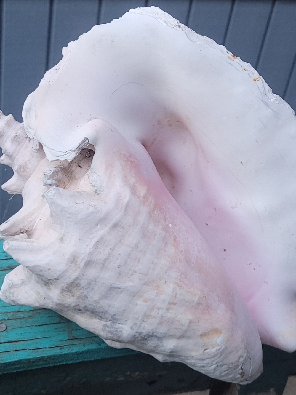 Large Pink and White Conch Shell - Picture 2 of 6